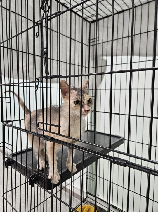 보호중 한국 고양이…
