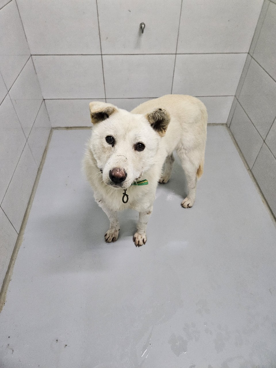 아산동물복지지원센터_444452202302220