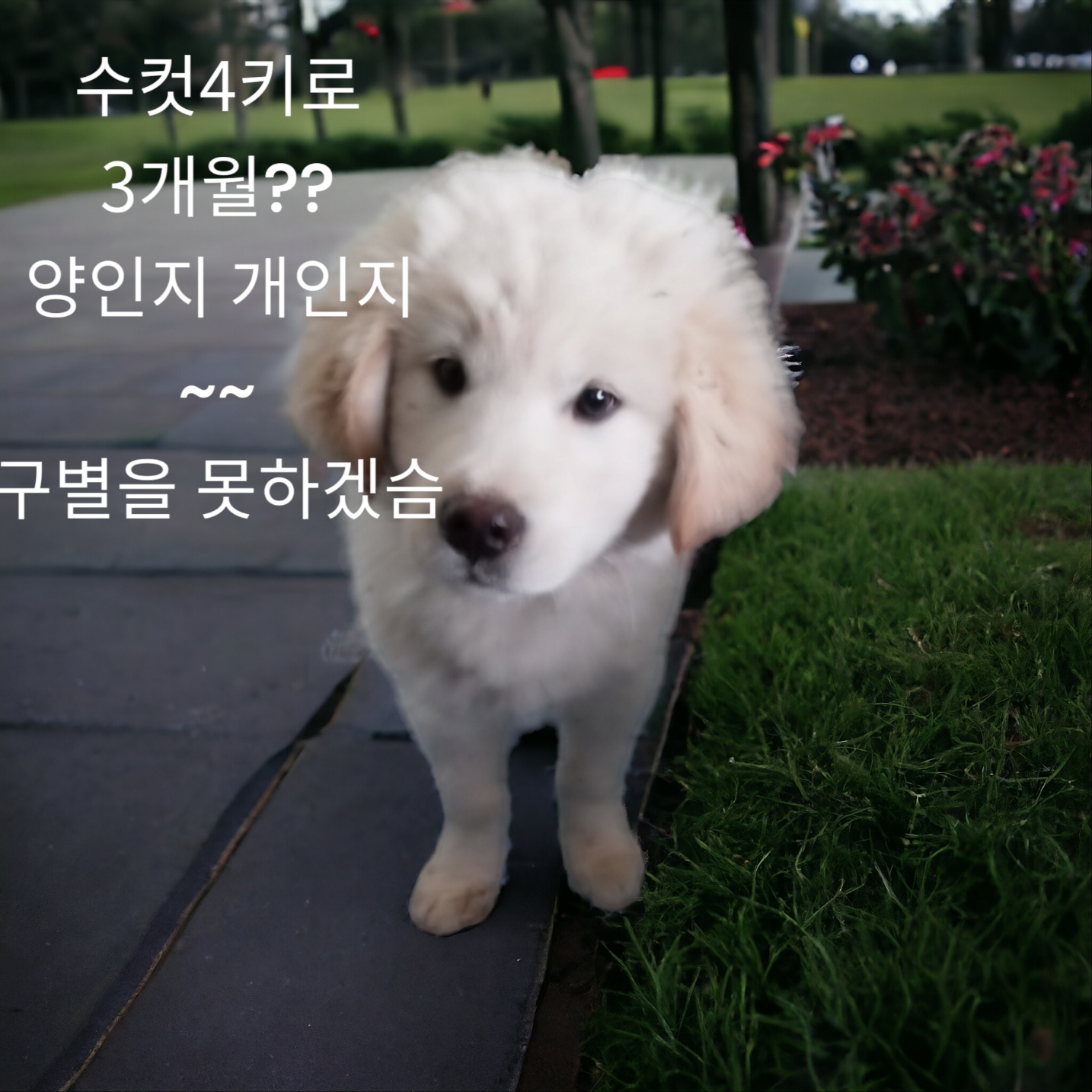 종료(입양) 리트리…
