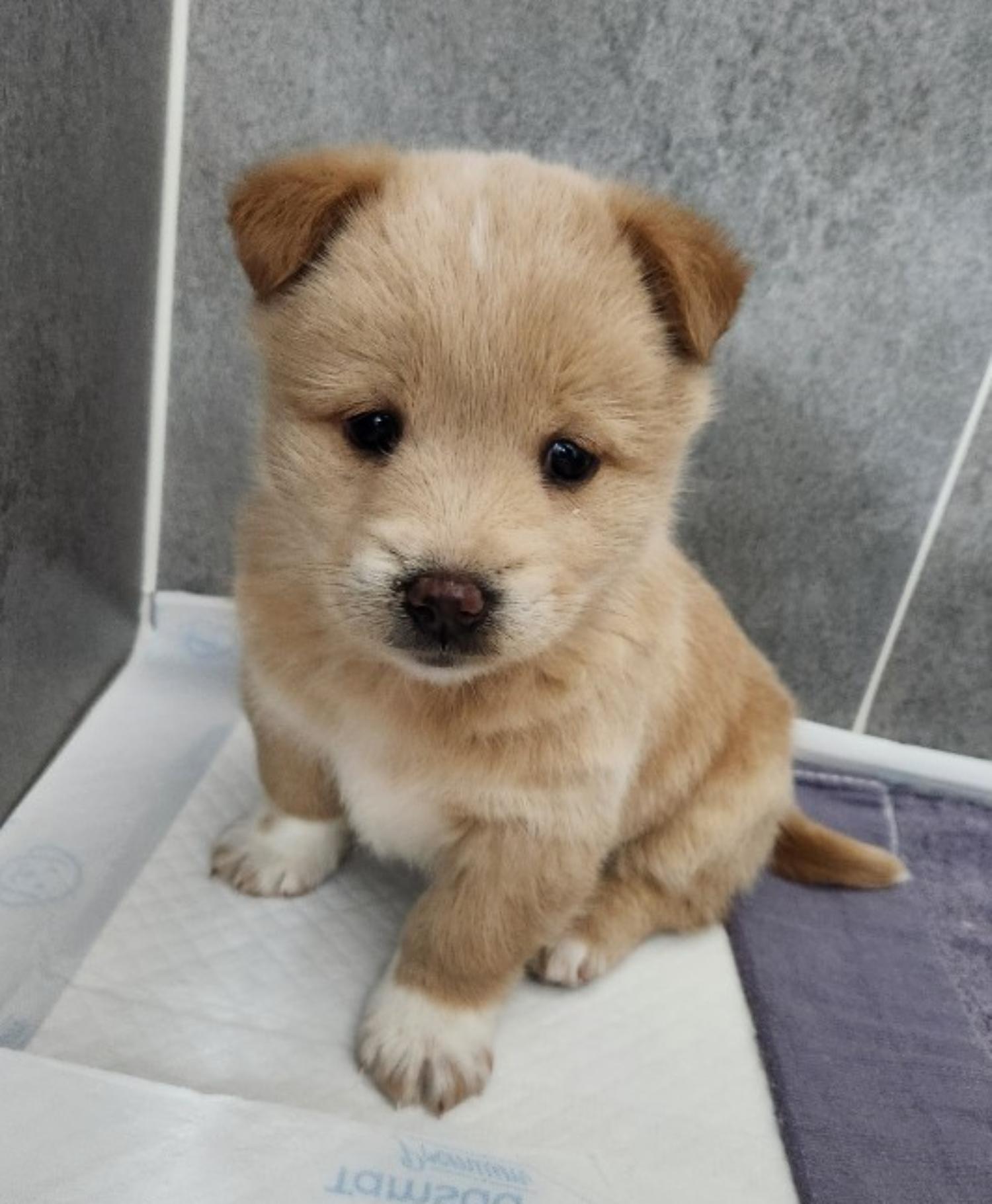 반려동물 입양센터_447508202400003