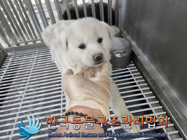 종료(입양) 믹스견…