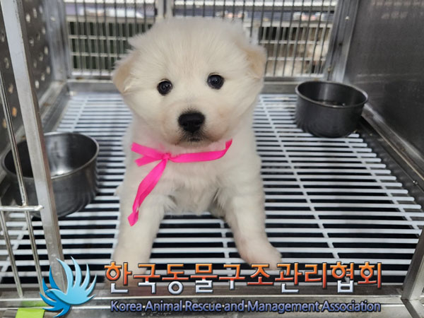종료(입양) 믹스견…