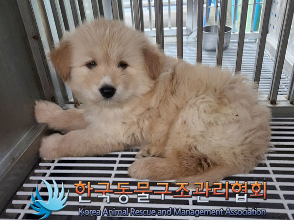 종료(기증) 믹스견…