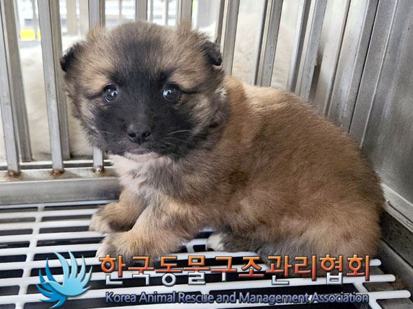 종료(안락사) 믹스…
