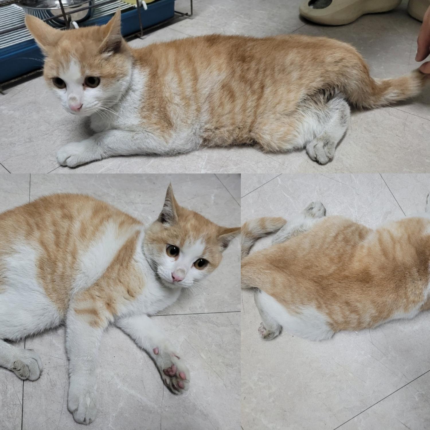 논산시 동물보호센터_444454202400007