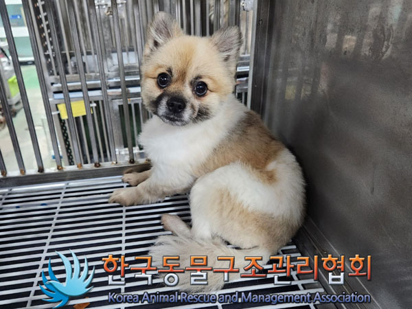 종료(반환) 포메라…