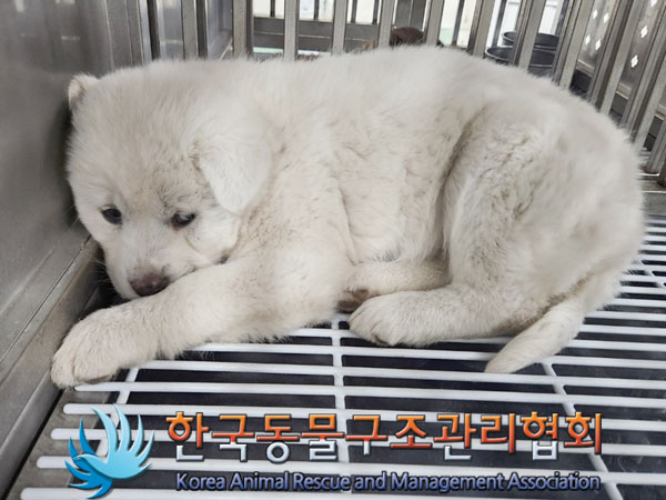 종료(입양) 믹스견…
