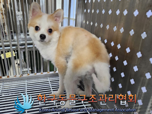 종료(반환) 믹스견…