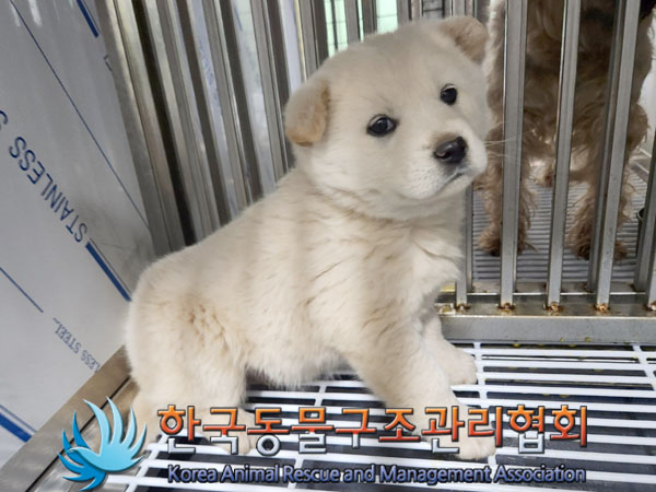 종료(안락사) 믹스…