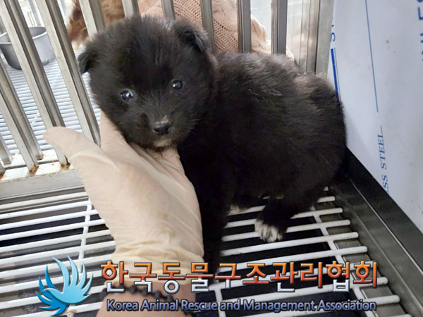 종료(안락사) 믹스…