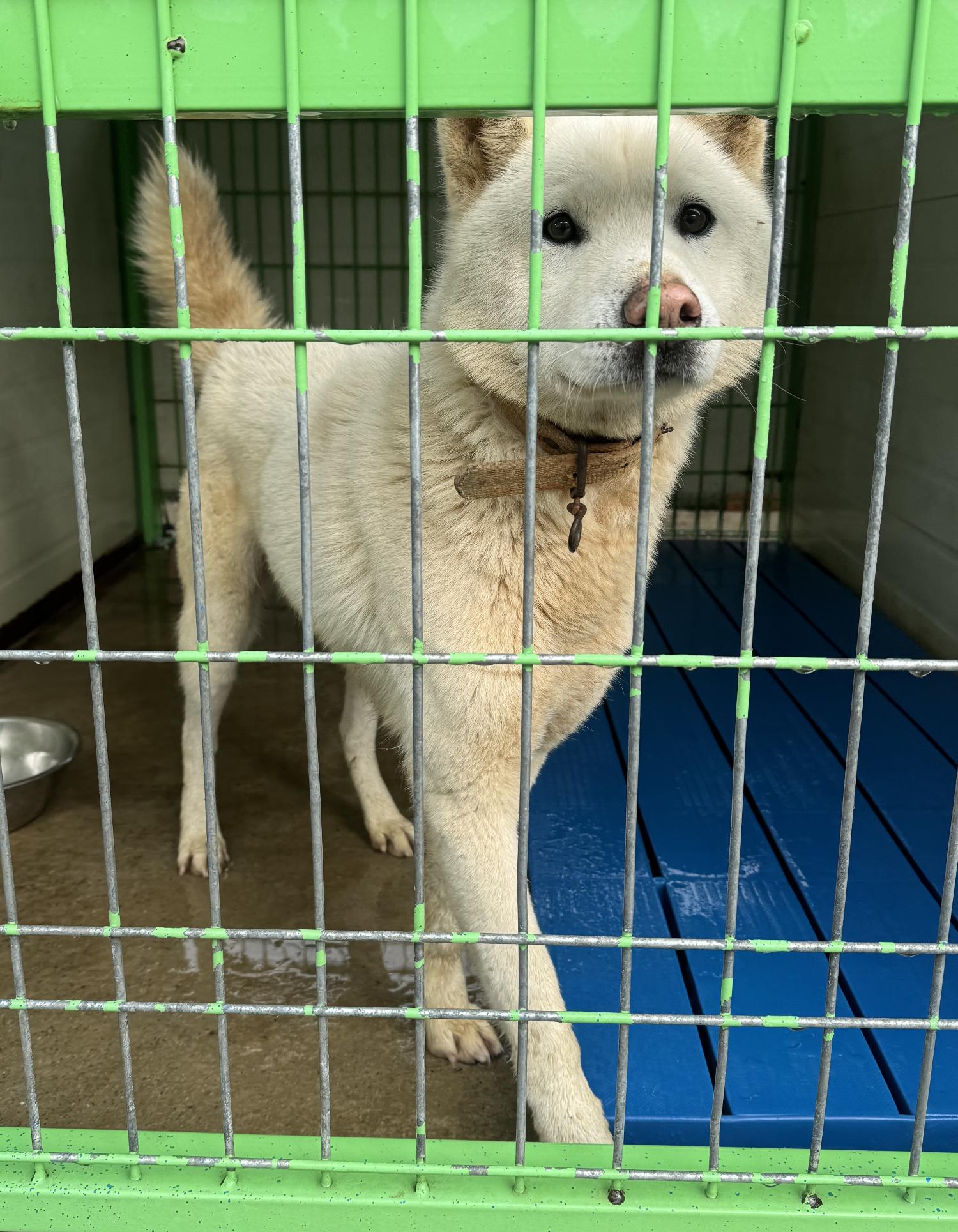 진도군임시보호소_446500202400002