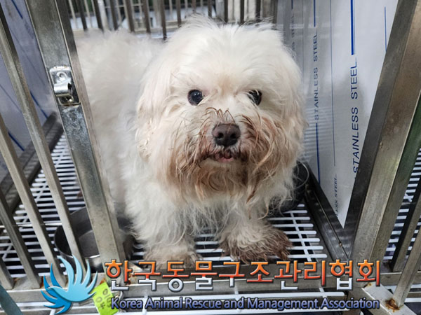 종료(안락사) 말티…