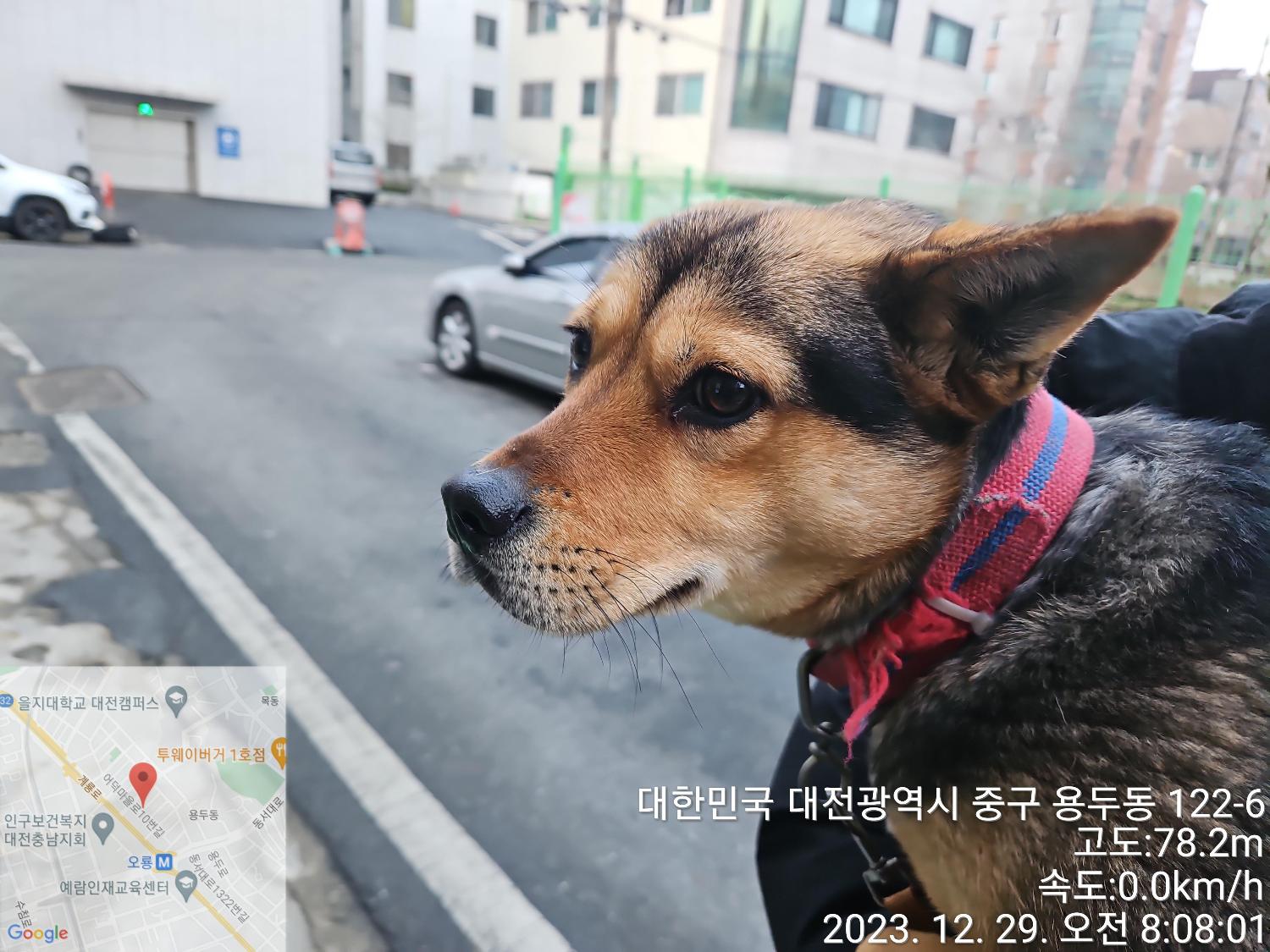 종료(입양) 믹스견…