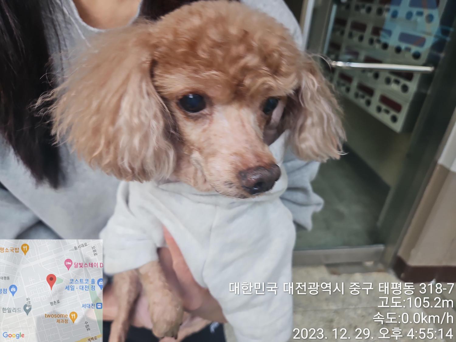 종료(자연사) 푸들…