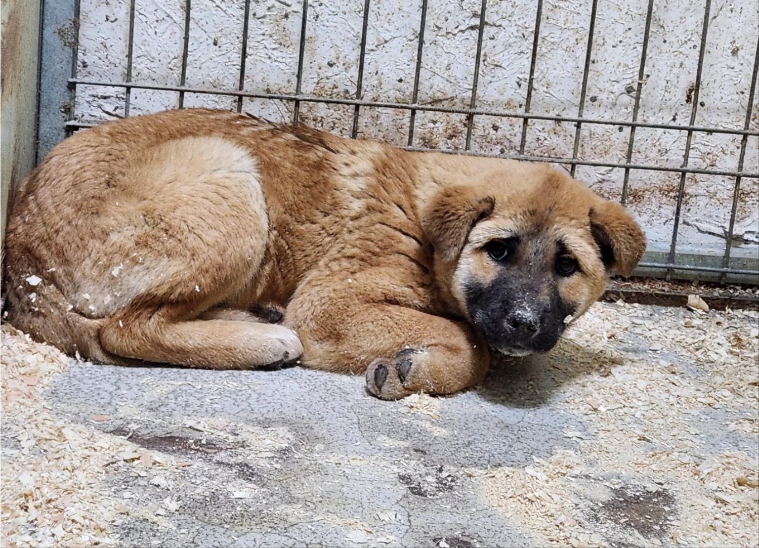 광주TNR동물병원초월_441554202400009