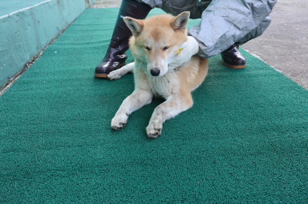 제주 동물보호센터_450650202400037