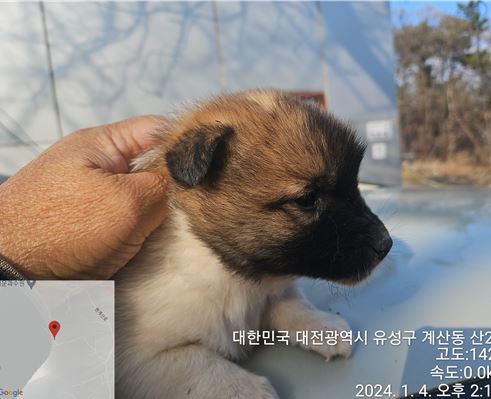 보호중 믹스견의 가…