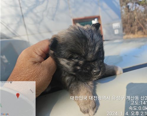 대전동물보호센터_430367202400008