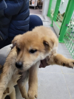 영천유기동물보호센터_447510202400006