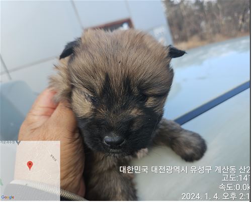 대전동물보호센터_430367202400006