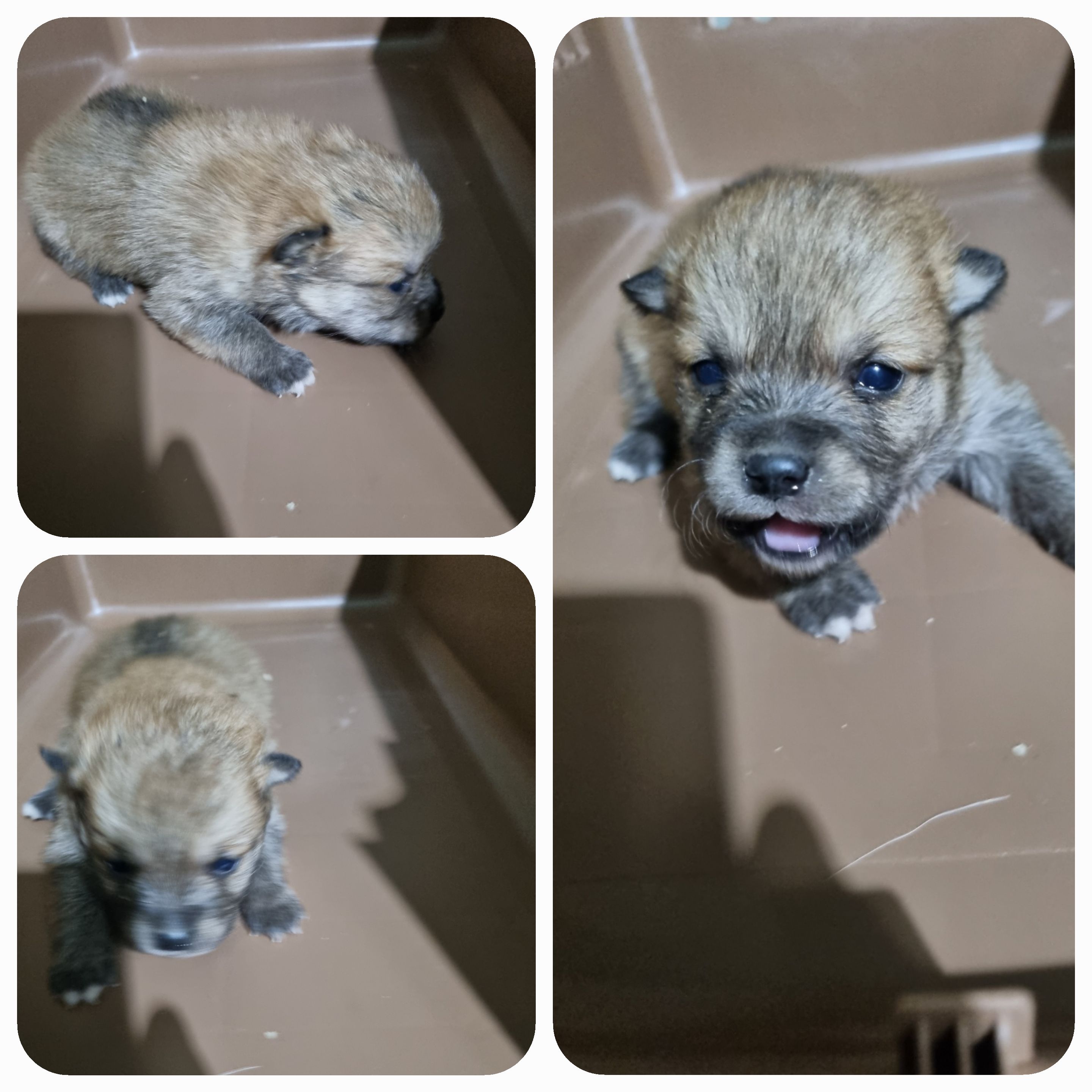 부안군 동물보호센터_445479202400006