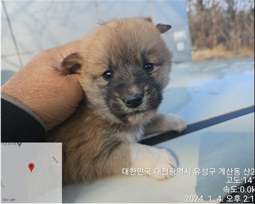 대전동물보호센터_430367202400007