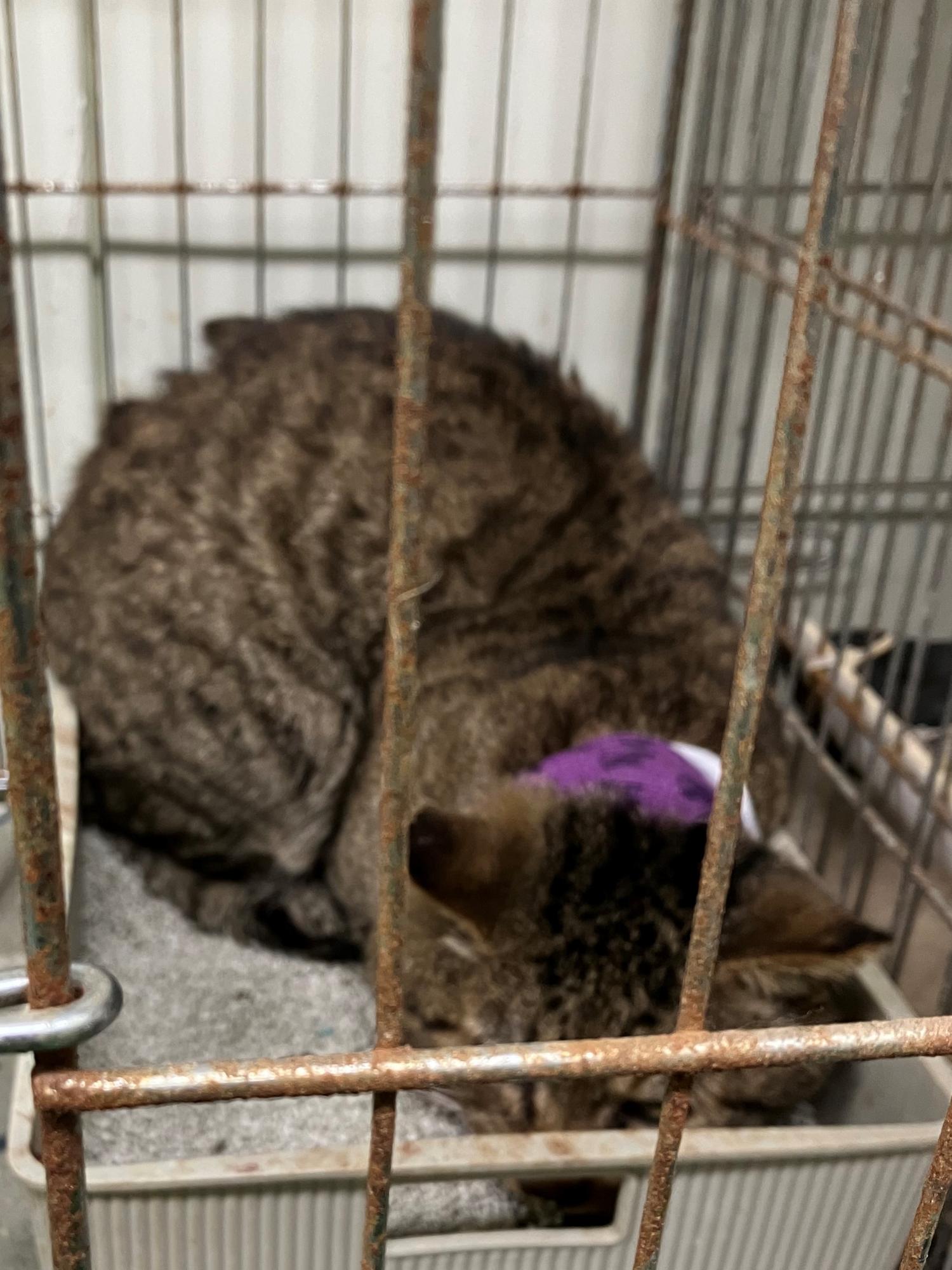 보호중 한국 고양이…