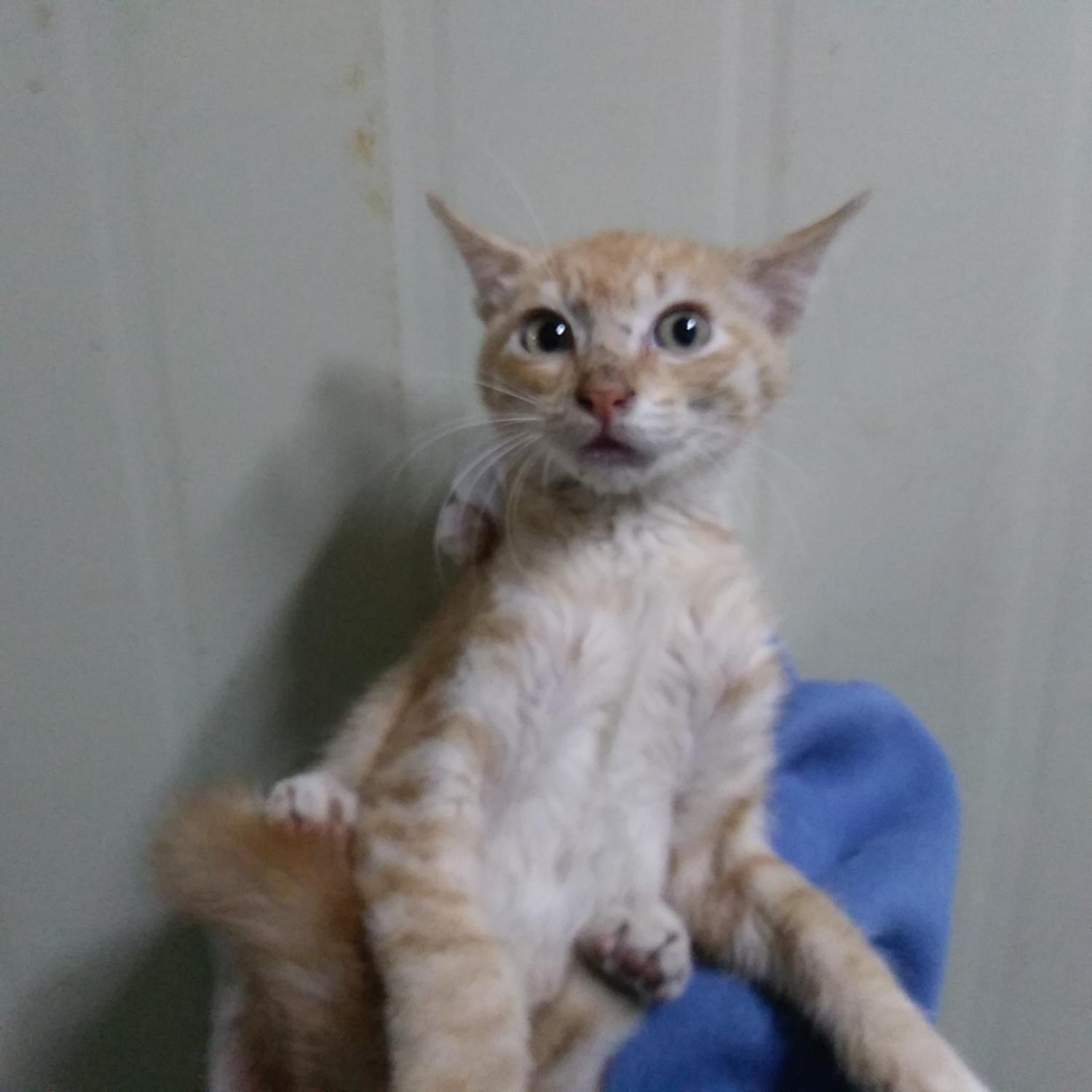 보호중 한국 고양이…