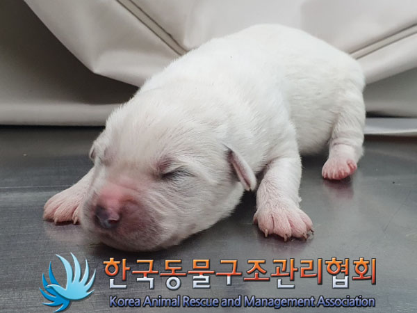 종료(안락사) 믹스…