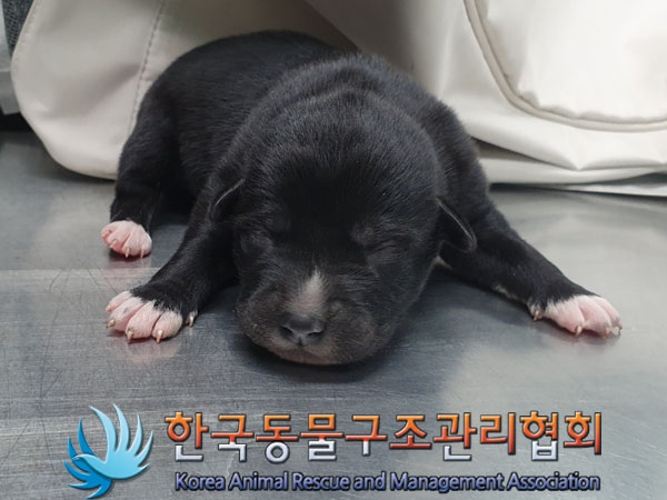 종료(안락사) 믹스…