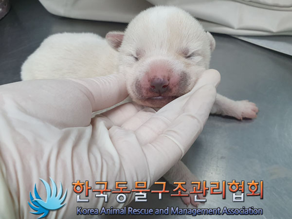 종료(안락사) 믹스…