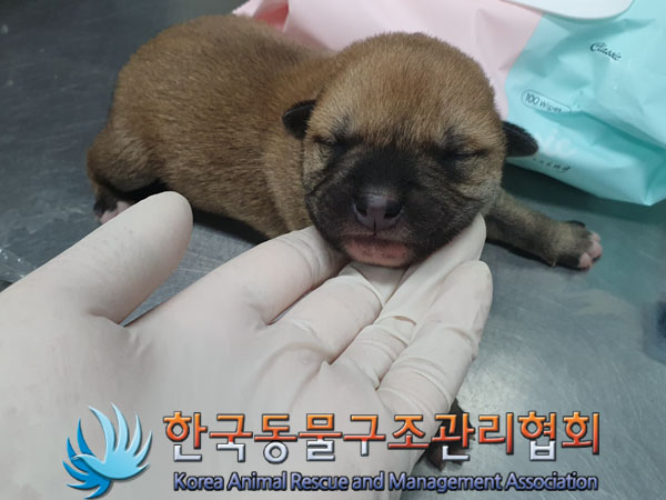 종료(안락사) 믹스…