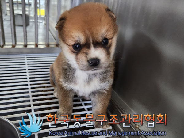 종료(입양) 믹스견…
