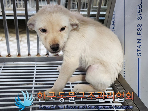 종료(안락사) 믹스…