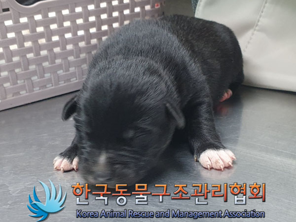 종료(안락사) 믹스…