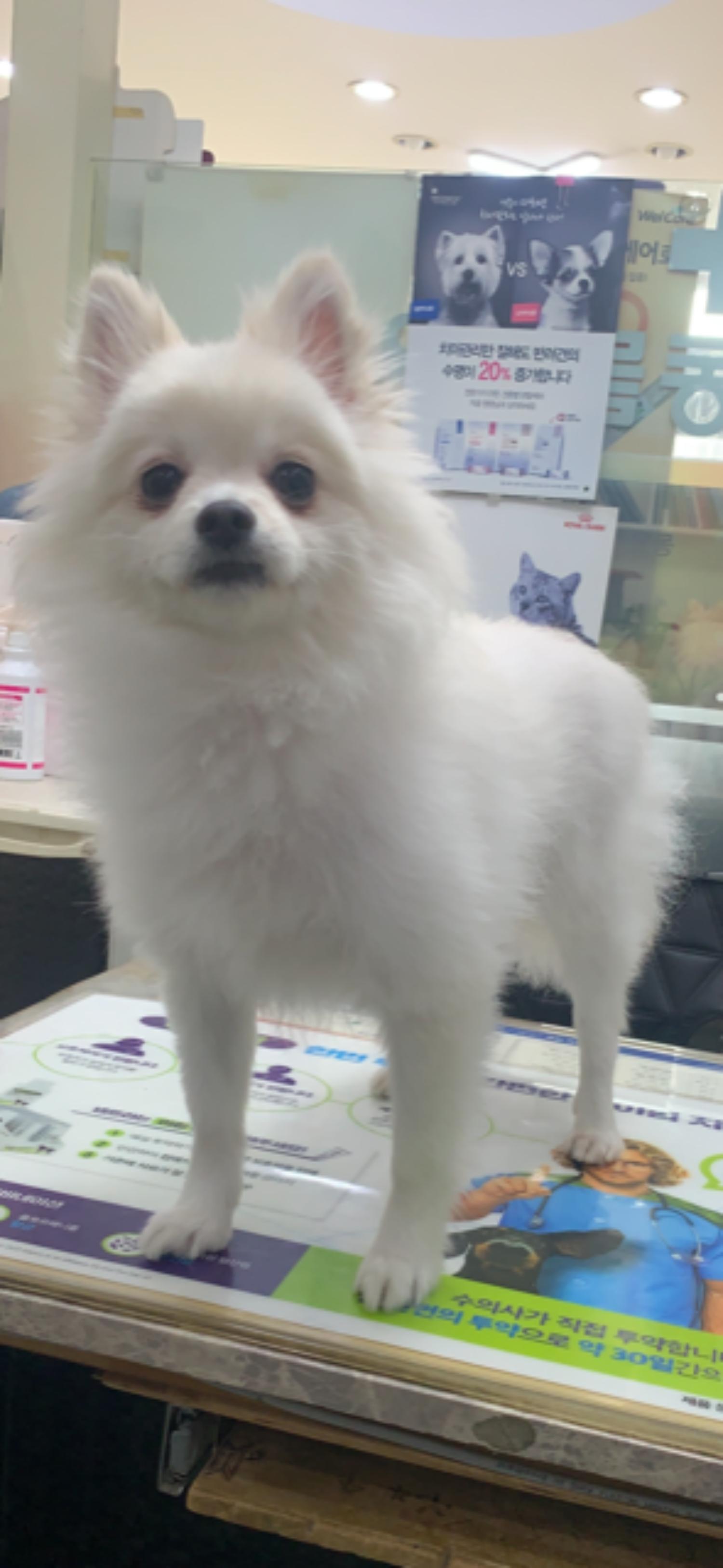 늘푸른동물병원_428354202400011
