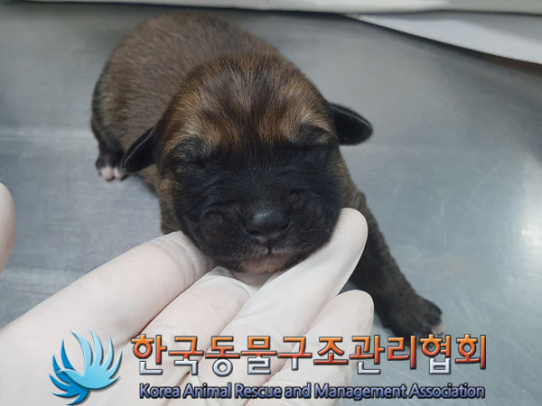 종료(안락사) 믹스…