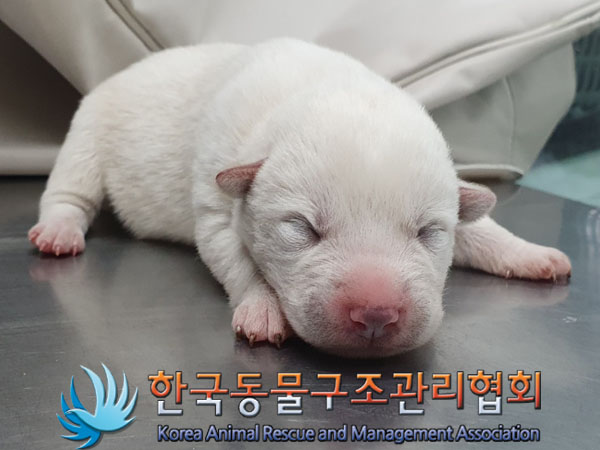 한국동물구조관리협회_441409202400015