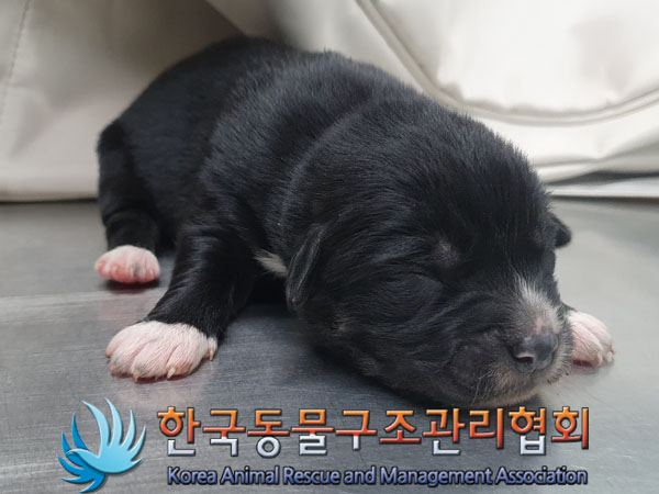 종료(안락사) 믹스…
