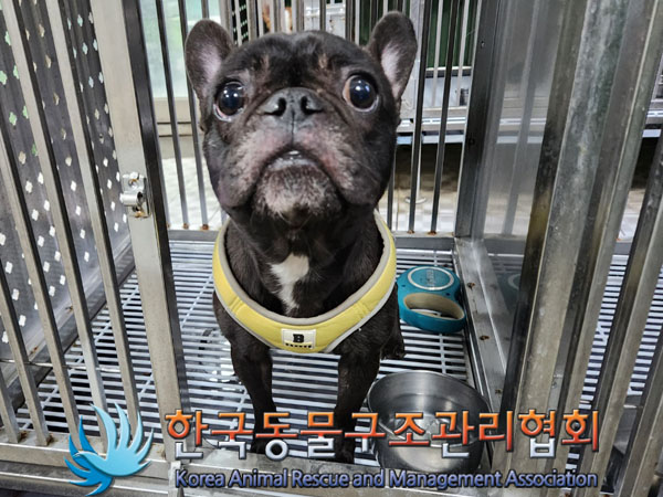 한국동물구조관리협회_411310202400002