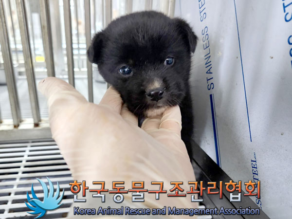 한국동물구조관리협회_441409202400008