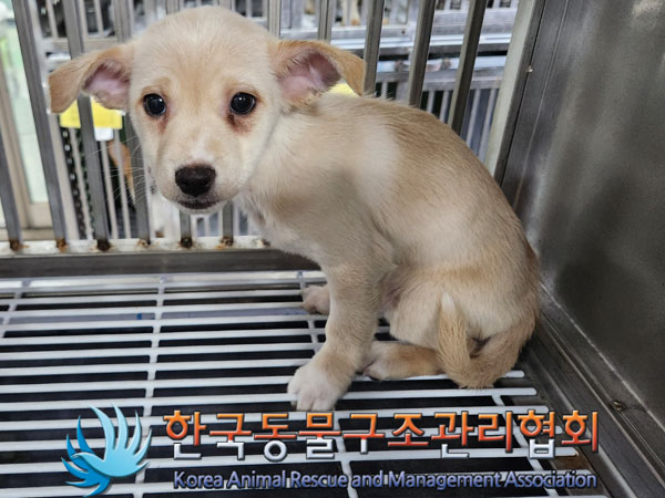종료(안락사) 믹스…