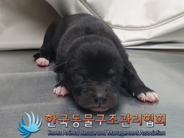 종료(안락사) 믹스…