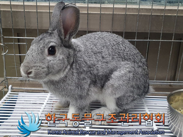 종료(입양) 토끼의…