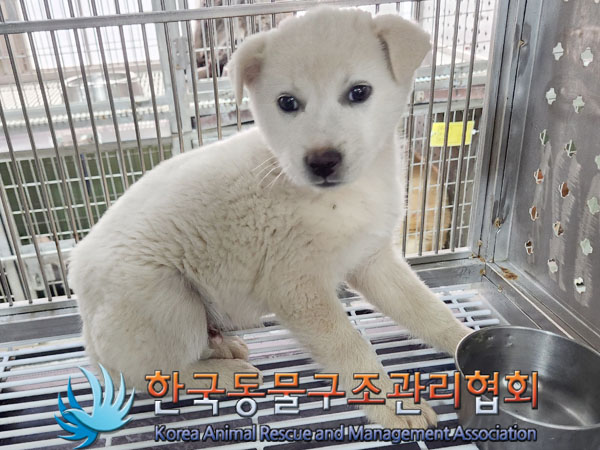 종료(안락사) 믹스…