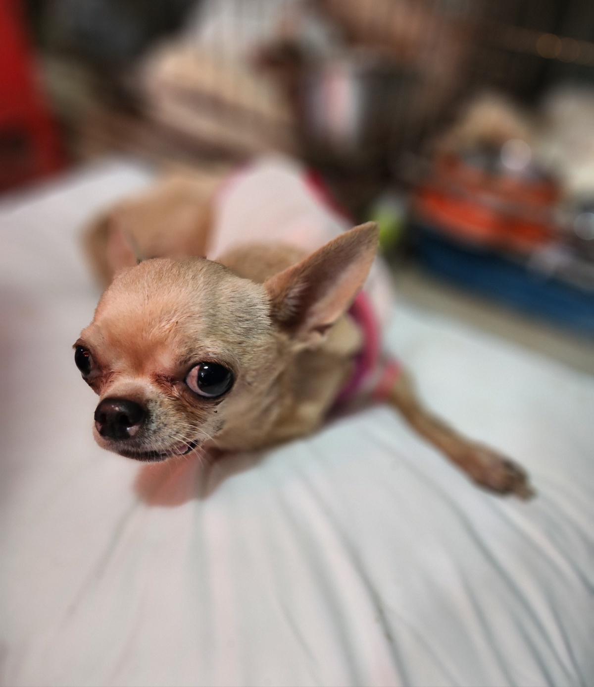 울산유기동물보호센터_431373202400010