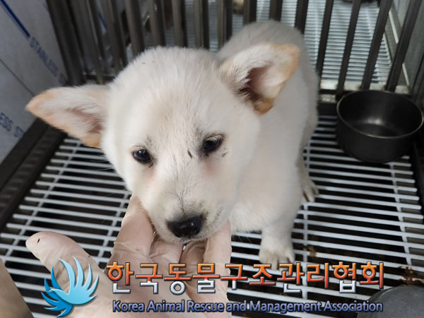 종료(반환) 믹스견…