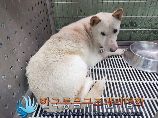 종료(반환) 믹스견…