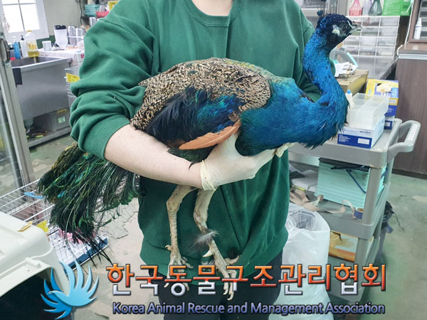 종료(반환) 공작새…