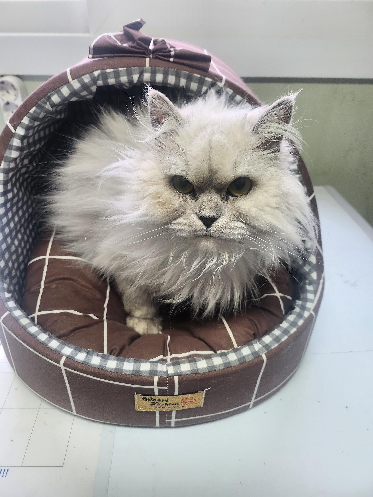 종료(입양) 페르시…